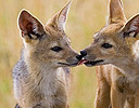 Pair of baby Black-backed Jackals, Masai Mara Reserve Kenya