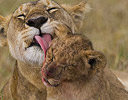 Lioness cleaning baby cub, Masai Mara Reserve Kenya