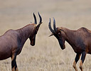 Male Topi's doing battle, Masai Mara Reserve Kenya, Africa