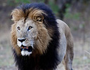 Male Lion Masai Mara Reserve Kenya, Africa