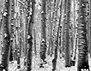 Fresh snow on aspens Keebler Pass, CO.