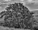 Lone Oak Dalles Moutain, Columbia Gorge WA