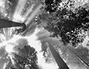 Looking up into Redwoods Foggy Morning Del Norte Redwoods State Park, CA.