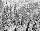 Fresh snows near Snoqualmie Falls, WA