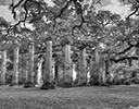 Ruins of Old Sheldon Church, South Carolina