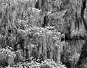 Oak, Spanish Moss, Dogwoods in bloom, Savannah Georgia