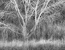 Scenic from Bosque Del Apache, N.M.