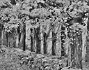 Rock wall and Maple tree lane Vermont