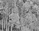 Aspens near Keebler Pass, CO.