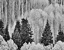 Aspens near Keebler Pass, CO.