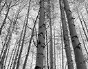 Aspens near Keebler Pass, CO.