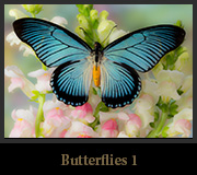 Butterflies 1