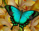 Tropical swallowtail butterfly Papilio larquinianus