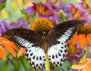 Papilio polymnestor