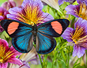 Batyesia hypochlora