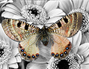 Archon apollinus butterfly