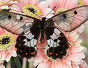 Cressida cressida clear winged butterfly