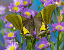 Teinopelpus imperialis