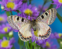 Archon apolinus butterfly on blue Asters