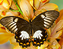 Papilio aegeus