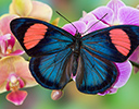 Batyesia hypochlora