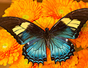 South American swallowtail butterfly Papilio androgeos female