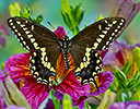 Swallowtail butterfly Papilio polyxenes from Costa Rica