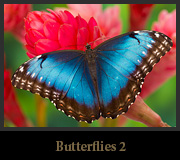 Butterflies 2