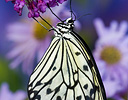 Paper Kite Butterfly