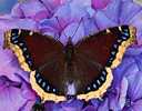 Mourning Cloak Butterfly