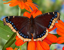 Mourning Cloak Butterfly