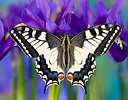Old World Swallowtail butterfly