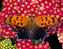 Question Mark butterfly