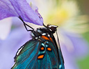 Red Spotted Purple Butterfly