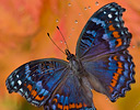 Gaudy Commadore butterfly caught in spider web