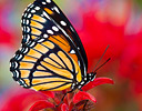 Viceroy butterfly