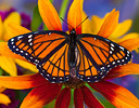 Viceroy butterfly