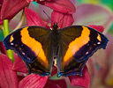 Yoma sabina butterfly on Orchid