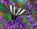 Zebra swallowtail butterfly