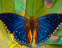 Charaxes butterfly from Africa