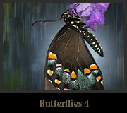 Butterflies4