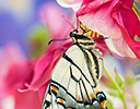 Western Tiger Swallowtail