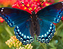 Red-spotted Purple