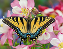 Western Tiger Swallowtail