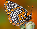 Baltimore checkerspot