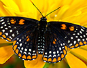 Baltimore checkerspot