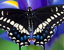 Black Swallowtail