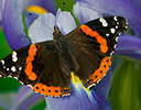 Red Admiral