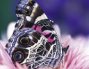 American Painted Lady