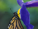 Monarch Butterfly